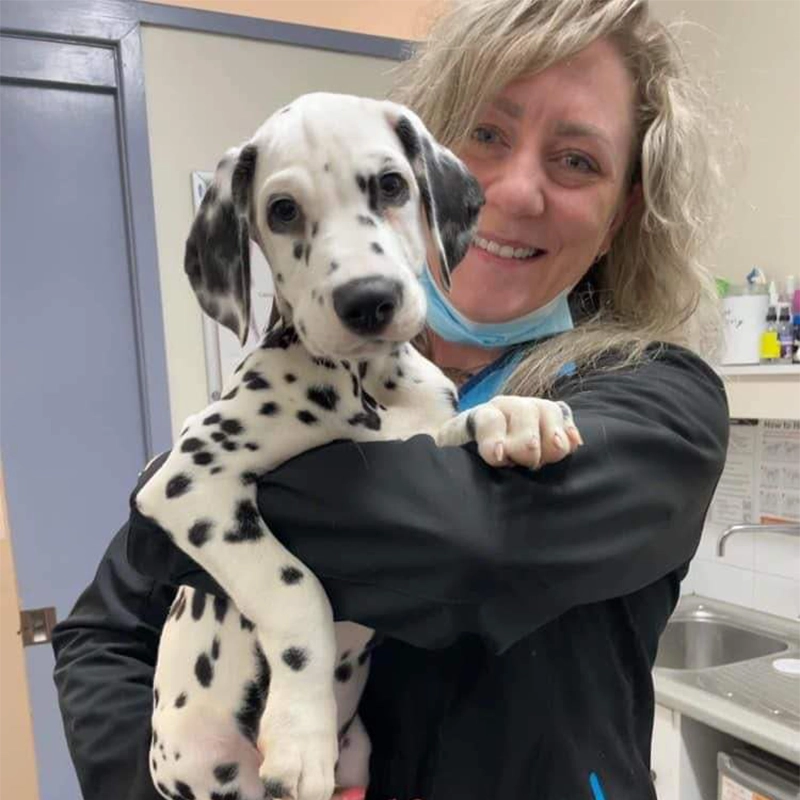 Austinmer & Helensburgh Vets - Puppy Preschool