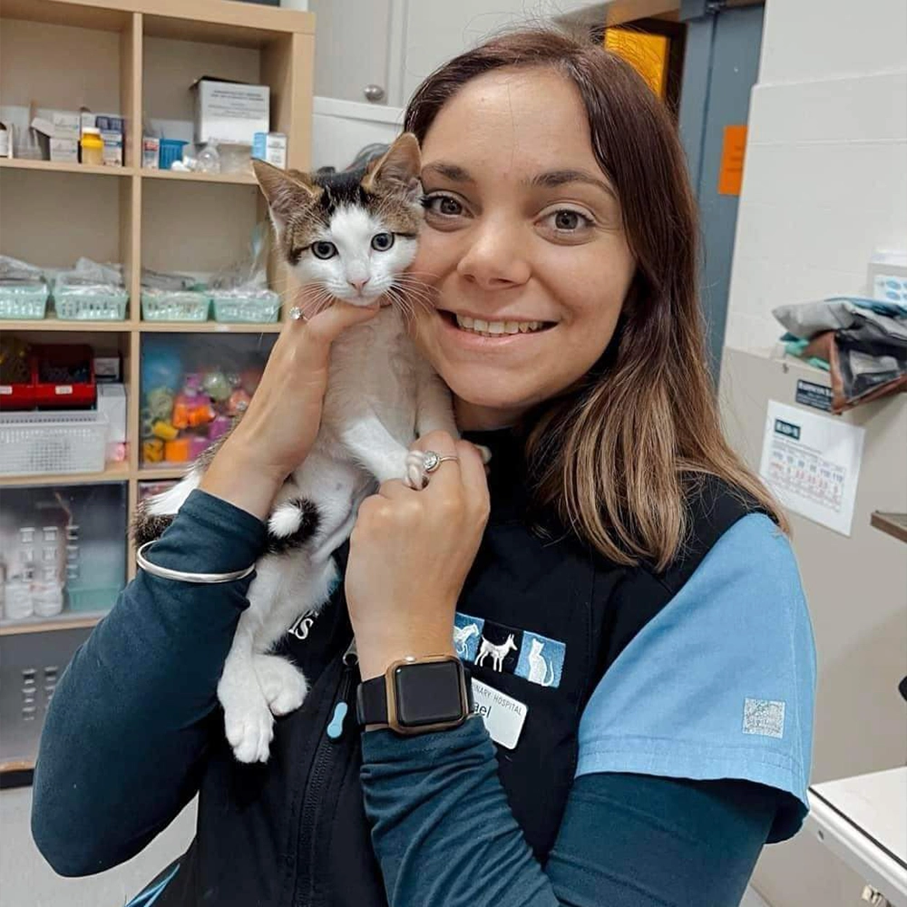 Austinmer & Helensburgh Vets - Cat Boarding