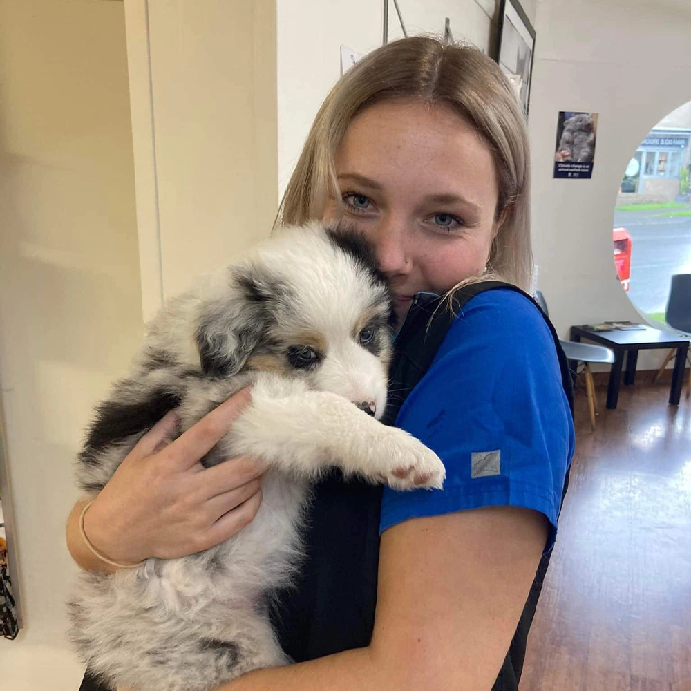 Austinmer & Helensburgh Vets - Puppy Preschool