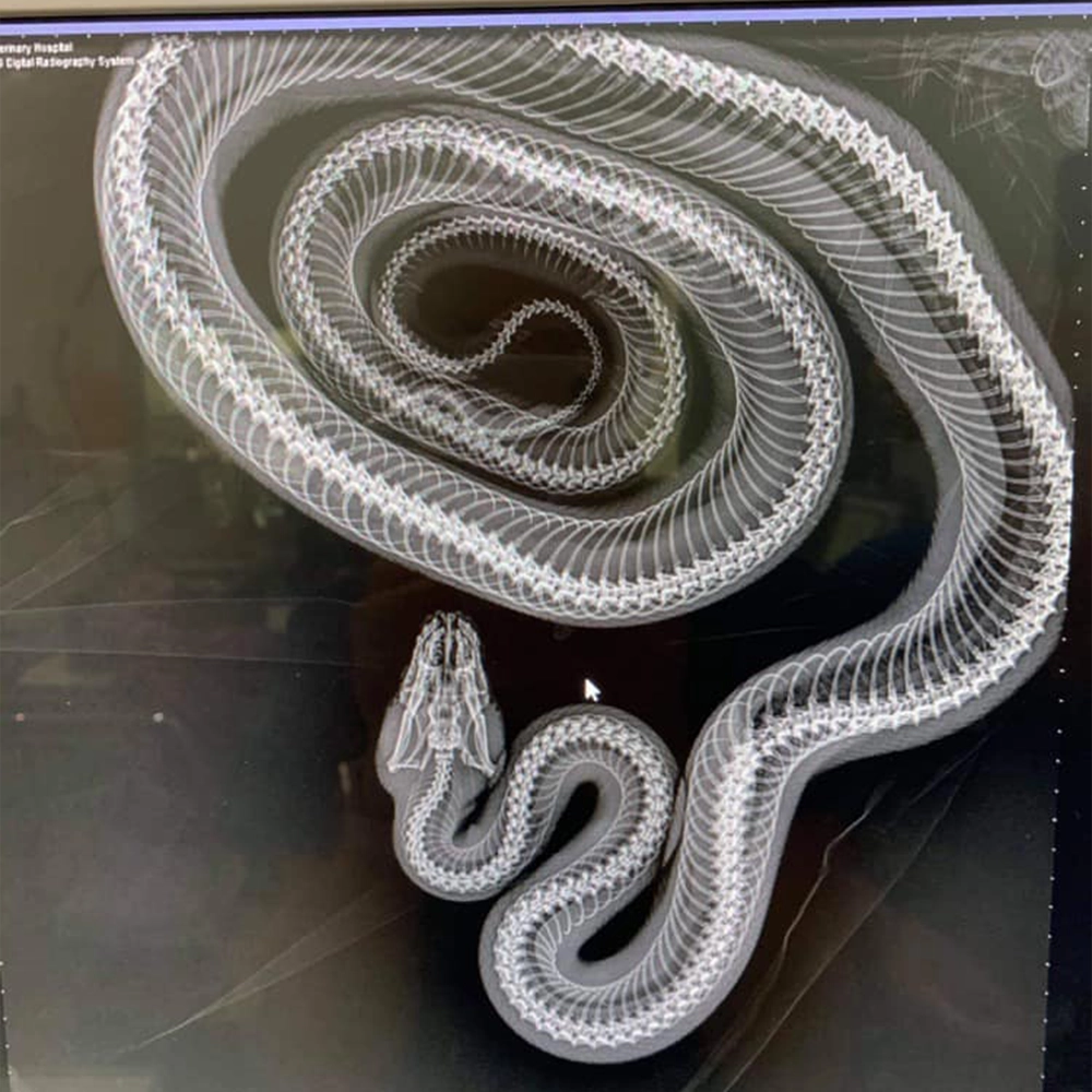 Austinmer & Helensburgh Vets - Imaging - Snake Xray